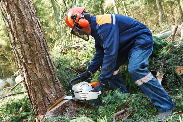 Şahdağ Milli Parkında 16 ağac qanunsuz olaraq kəsildi 