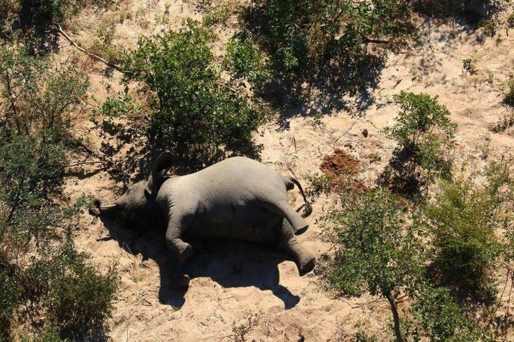 350 fil müəmmalı şəkildə öldü - FOTO