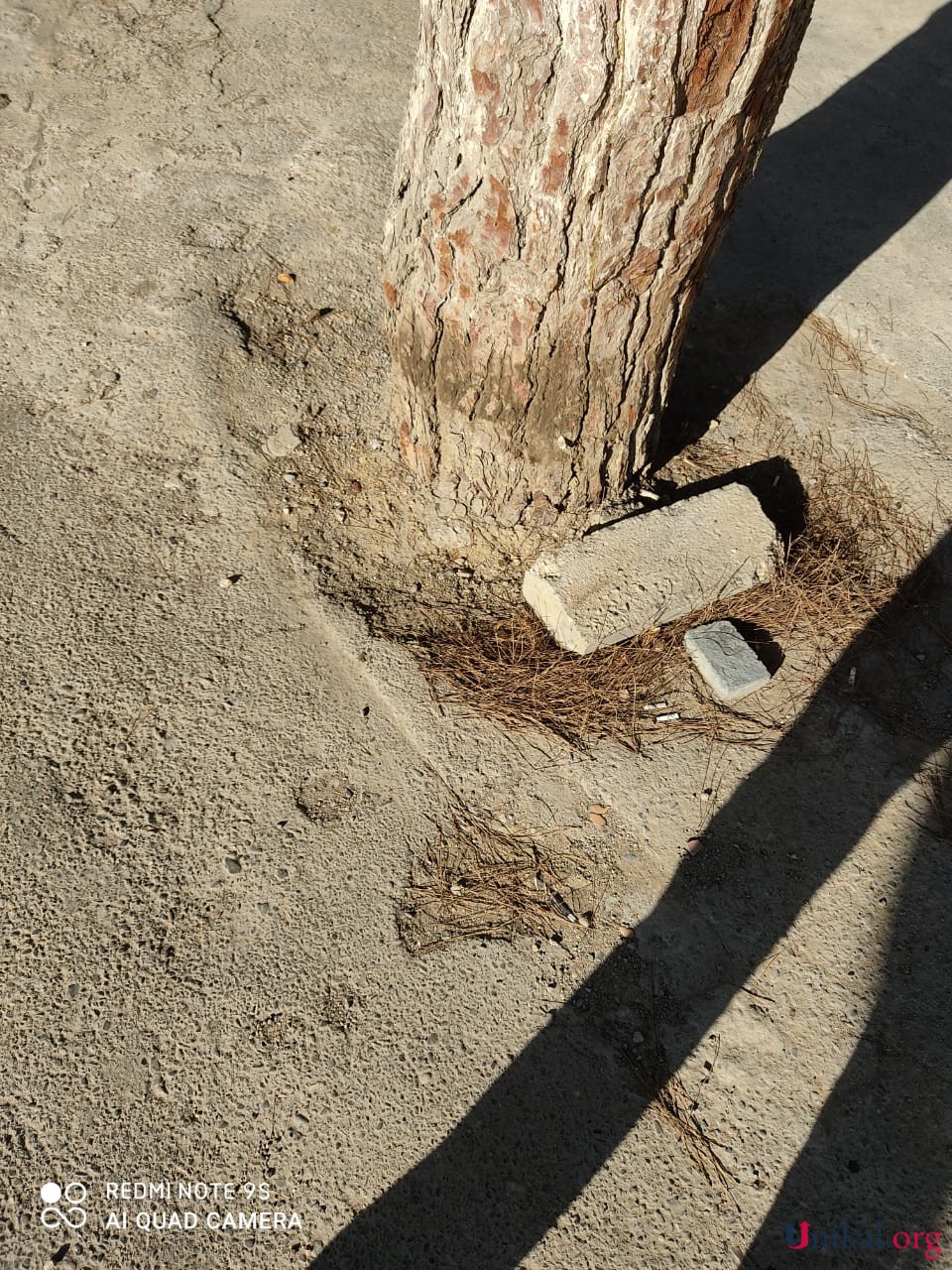 Bakının bu küçəsində ağacların dibi betonlandı - FOTOLAR
