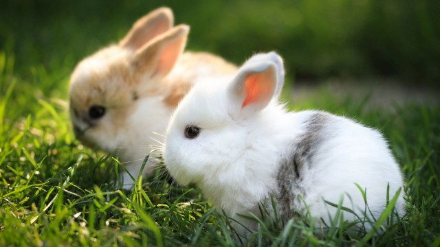 Tanınmış teleaparıcı dovşanlarına malikanə tikdirdi - FOTO