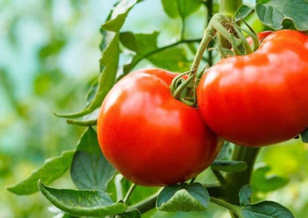 Ukrayna Azərbaycandan pomidor idxalına başlaya bilər 