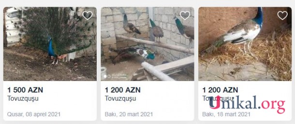 Azərbaycanda baha qiymətə satılan quşlar - FOTOLAR