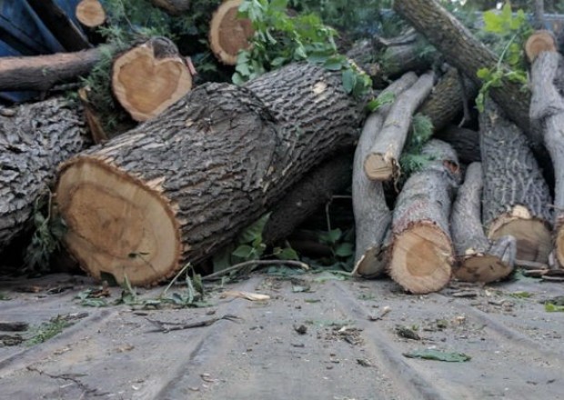 Bakıda qaraj tikintisinə görə 16 ağacı kəsdilər - RƏSMİ