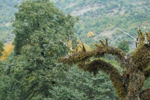Azərbaycanın milli parklarından payız görüntüləri- FOTOLAR