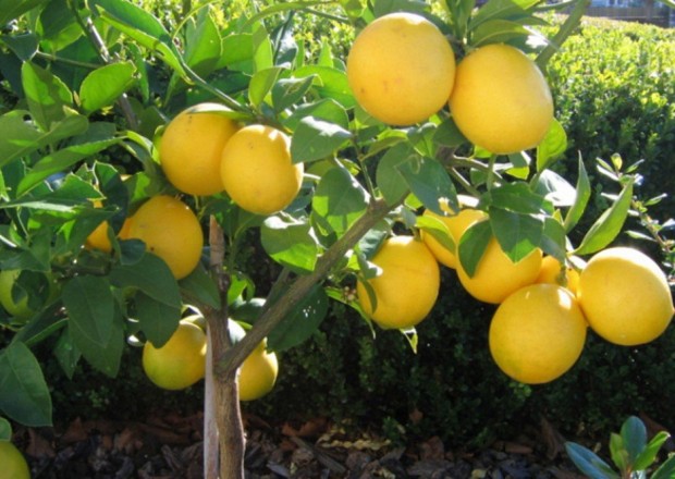 Lənkəranda 5 000 ədəd limon meyvələri oğurlandı 
