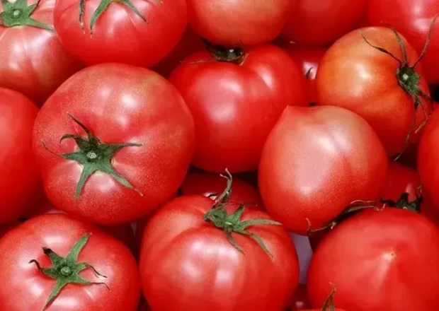 Rusiya daha 15 müəssisədən pomidor idxalına icazə VERDİ
