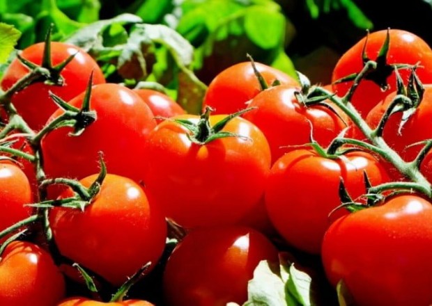 Daha 13 müəssisəsi Rusiyaya pomidor və alma ixrac edəcək 