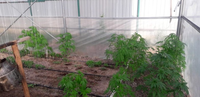 İstixanada narkotik tərkibli bitkilər yetişdirən şəxs saxlanılıb - FOTO