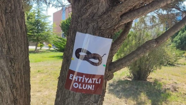 Həyətində ilanların məskən saldığı universitet ağaca elan vurmaqla kifayətləndi