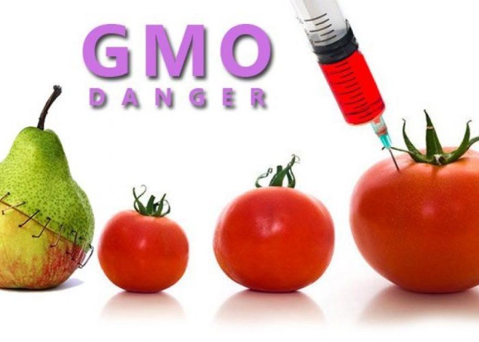 GMO yem məhsullarının siyahısıhazırlanacaq