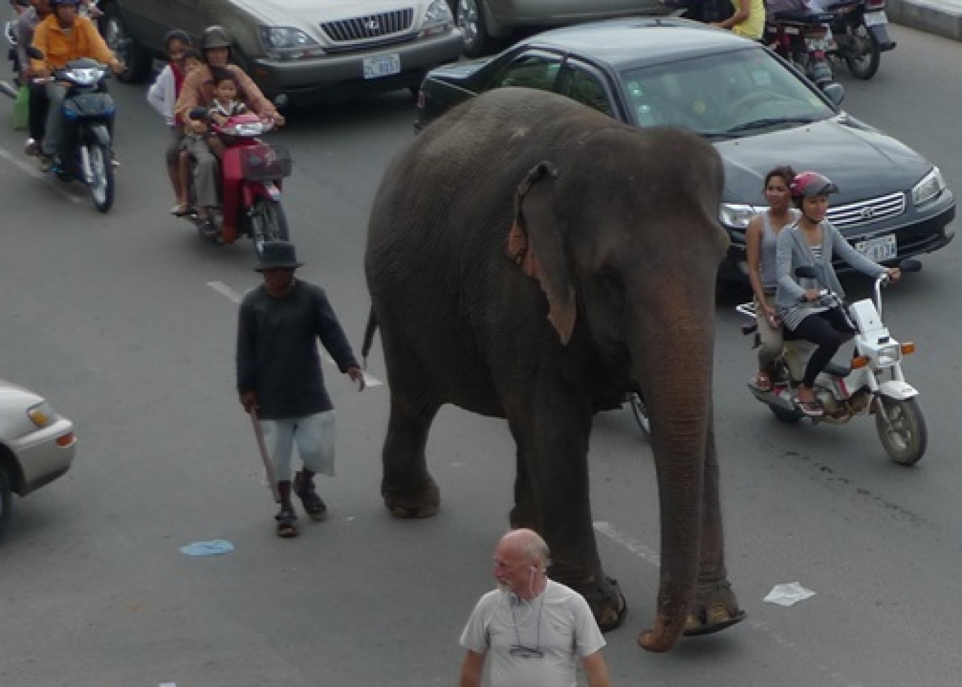 Hindistanda fil 4 nəfəri tapdalayaraqöldürdü