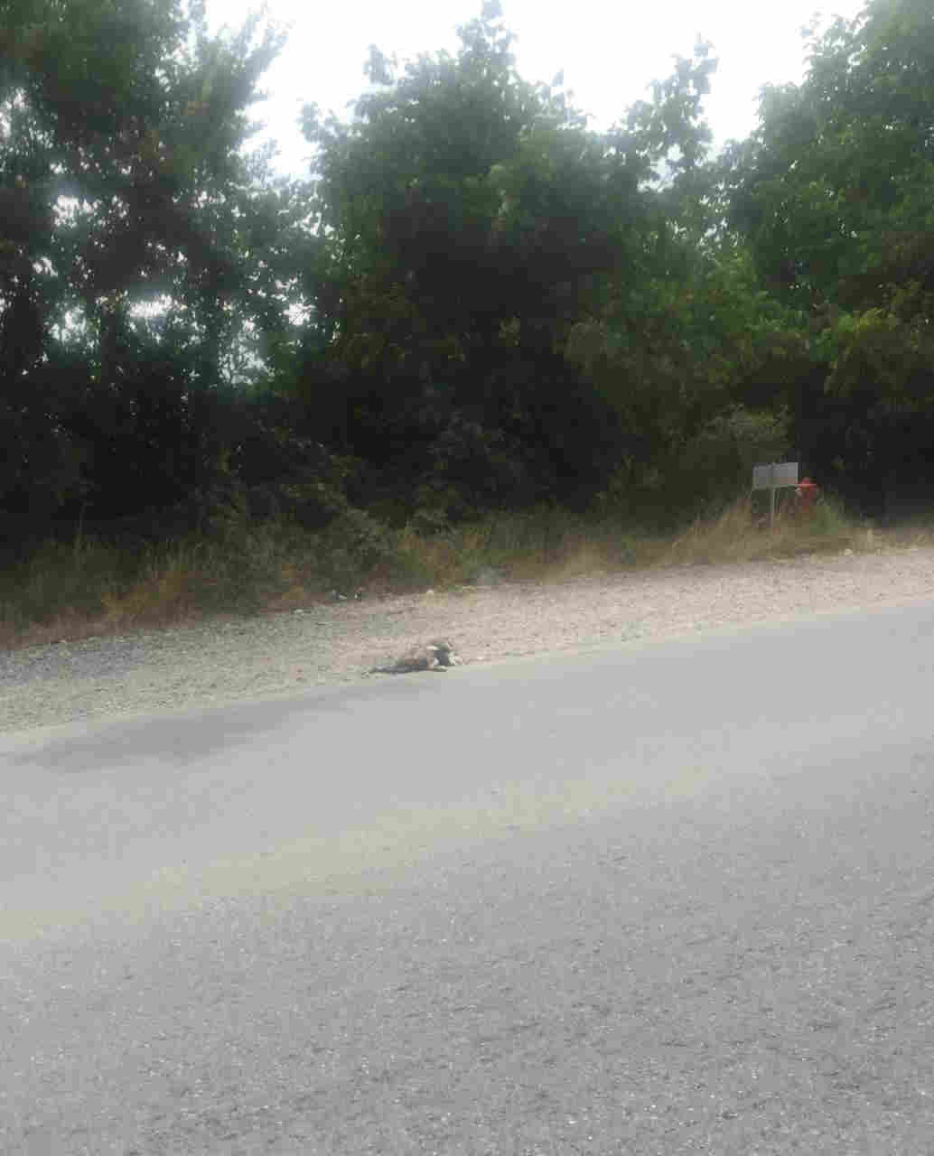 Bu yolda DƏHŞƏTLİ MƏNZƏRƏ:   Yol canavarları heyvanlara qənim kəsilir (FOTO)