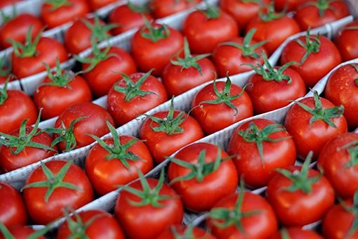 Rusiya Qazaxıtsandan pomidor idxalını yasaqladı