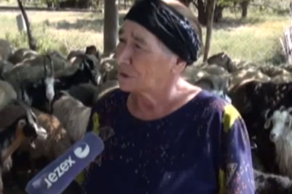 Bu da çobanlıq edən qadın -  64 yaşlı Kəklik Əhmədovanın ali təhsili də var - VİDEO
